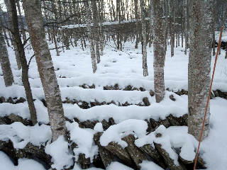 雪中の原木達