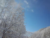 凍てつく白樺林