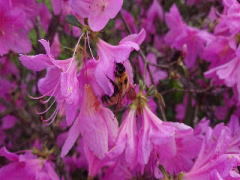 紫ツツジにミツバチ