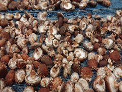 露地栽培のジャンボ椎茸を乾燥パレットに並べた様子